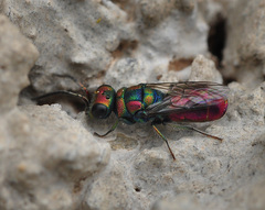 Chrysura hybrida