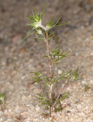 Eriastrum pluriflorum