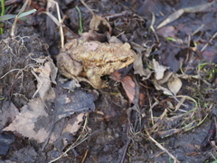 Bufo bufo