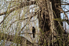 Turdus merula