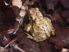 Bufo bufo