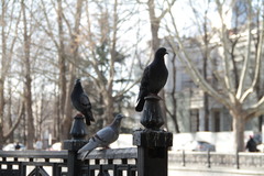 Columba livia domestica