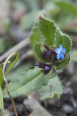 Anchusa arvensis arvensis