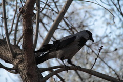 Corvus cornix