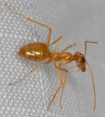 Myrmecocystus testaceus