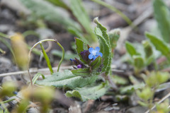 Anchusa arvensis arvensis