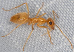 Myrmecocystus testaceus