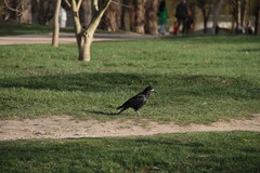 Corvus frugilegus