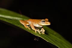 Boana xerophylla