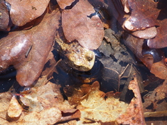 Bufo bufo