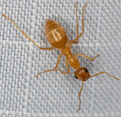 Myrmecocystus testaceus