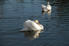 Cygnus olor