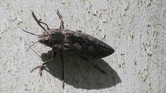 Texania fulleri