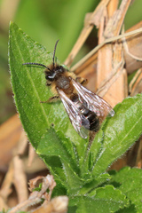 Andrena scotica