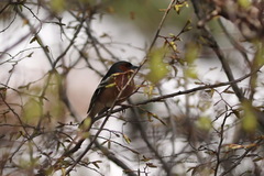 Fringilla coelebs