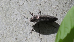 Texania fulleri