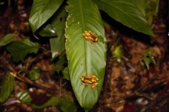 Dendropsophus leucophyllatus