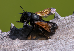 Megachile atrata