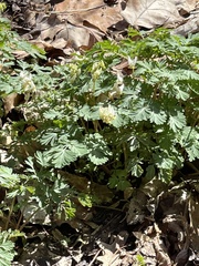 Dicentra cucullaria