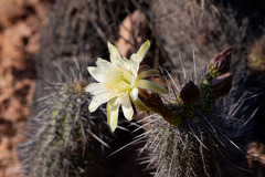 Haageocereus platinospinus