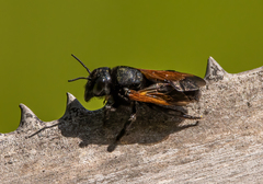 Megachile atrata