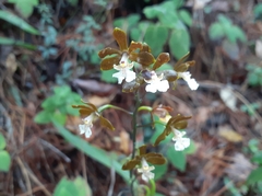 Prosthechea varicosa