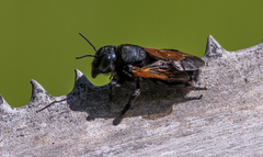 Megachile atrata