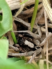 Alopecosa albofasciata