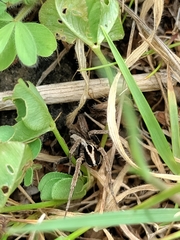 Alopecosa albofasciata