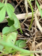 Alopecosa albofasciata