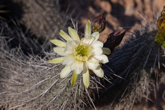 Haageocereus platinospinus