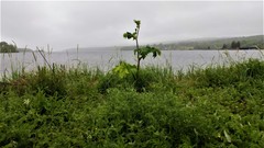 Heracleum sphondylium montanum