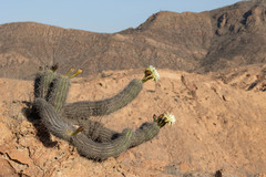 Haageocereus platinospinus