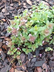 Lamium purpureum