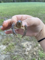 Distocambarus crockeri