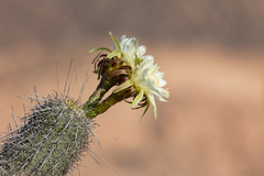 Haageocereus platinospinus