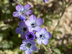 Gilia tenuiflora