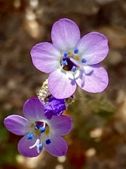 Gilia tenuiflora
