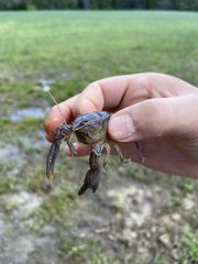 Distocambarus crockeri