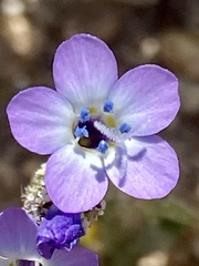 Gilia tenuiflora