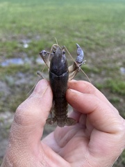 Distocambarus crockeri