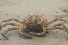 Libinia