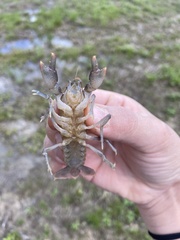 Distocambarus crockeri