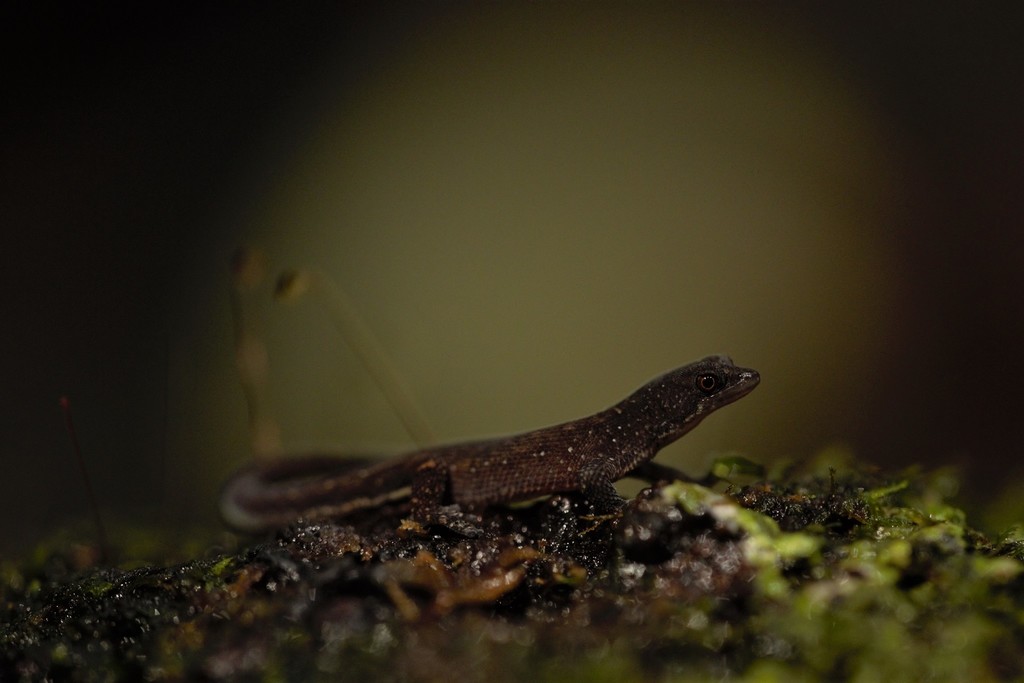 Brazilian pygmy gecko