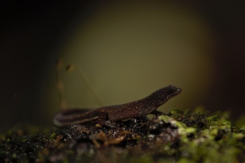 Brazilian pygmy gecko