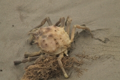 Libinia