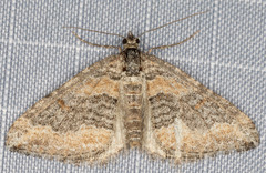 Perizoma custodiata