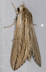 Sphinx sequoiae