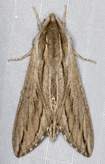 Sphinx sequoiae