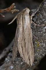 Sphinx sequoiae